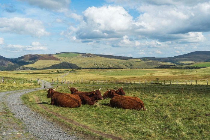 vache typique auvergne