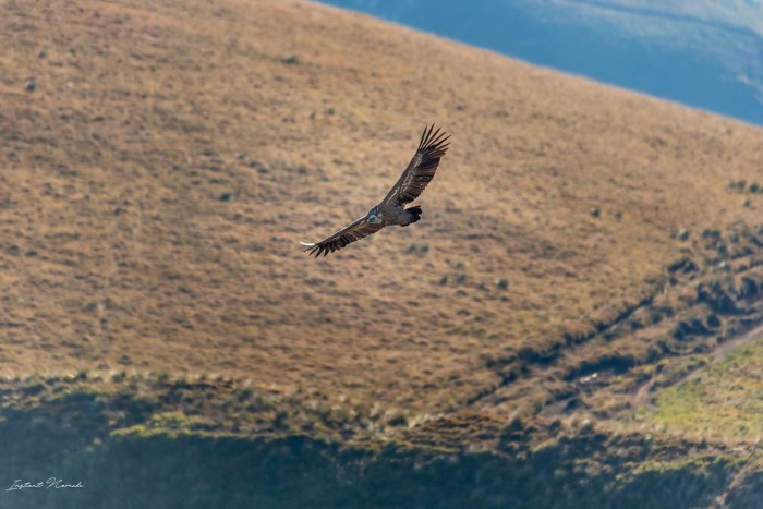 vautour fauve auvergne