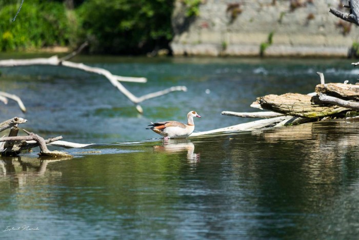 oiseau fleuve meuse