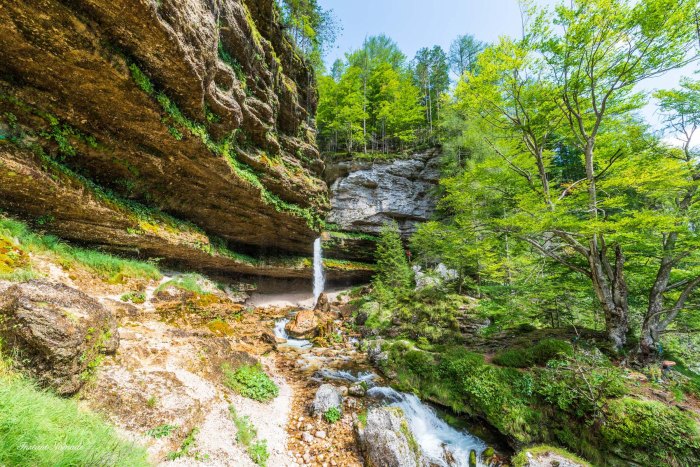 environnement luxuriant pericnik