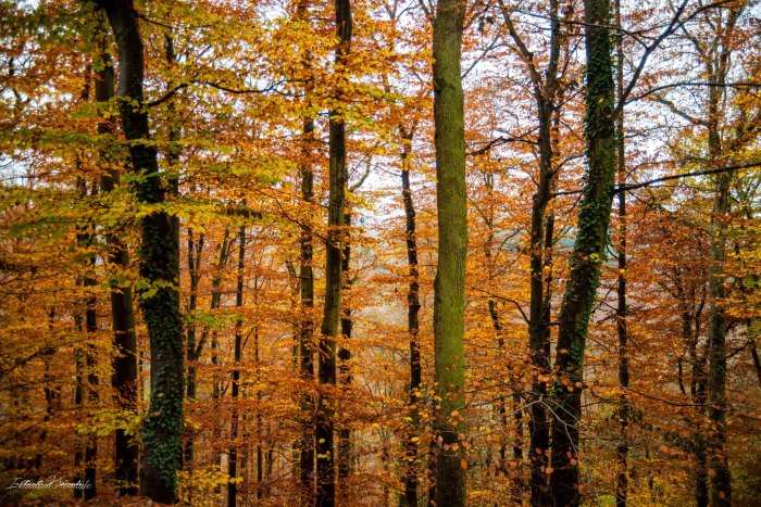 foret automne vallee de la moselle