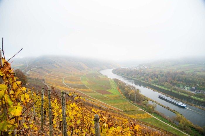 vignoble allemagne automne