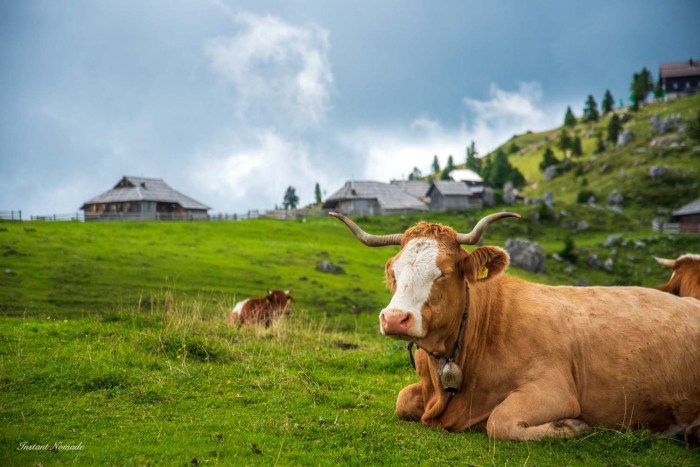 vache velika planina