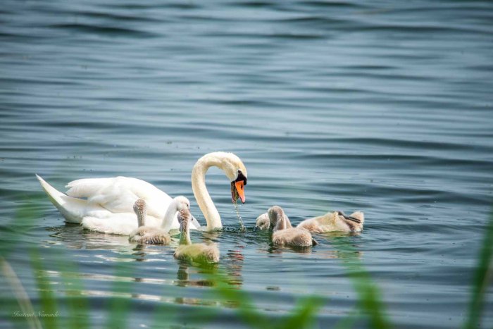 cygne lac de madine meuse