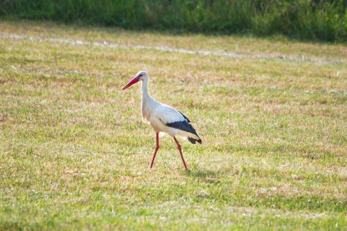 heron lac madine meuse