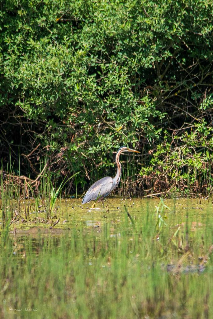 heron pourpre lac madine meuse