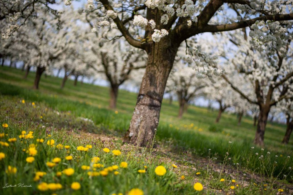 mirabelliers meuse lorraine