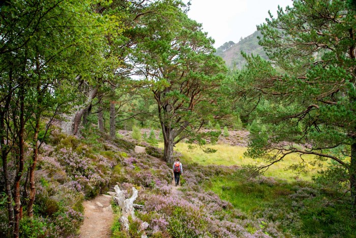 bruyere parc national cairngorms