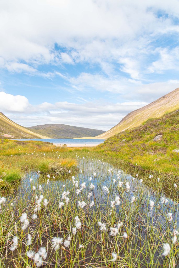 fleurs loch avon ecosse