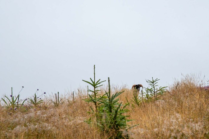 mouton glen clova ecosse