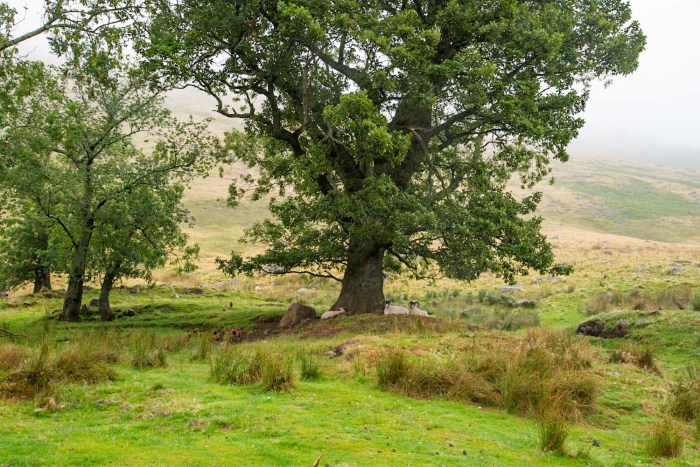 moutons glen clova