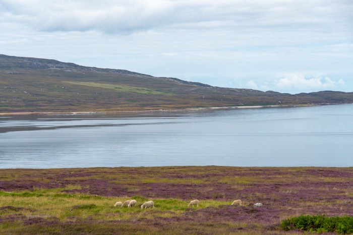 mouton bruyere ecosse