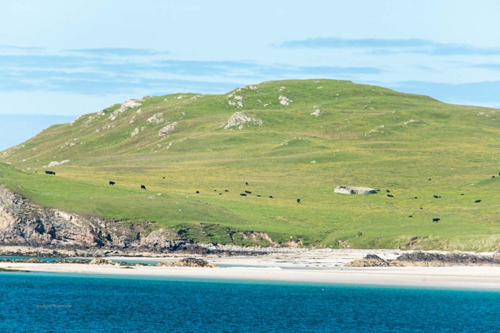 vache ecosse plage