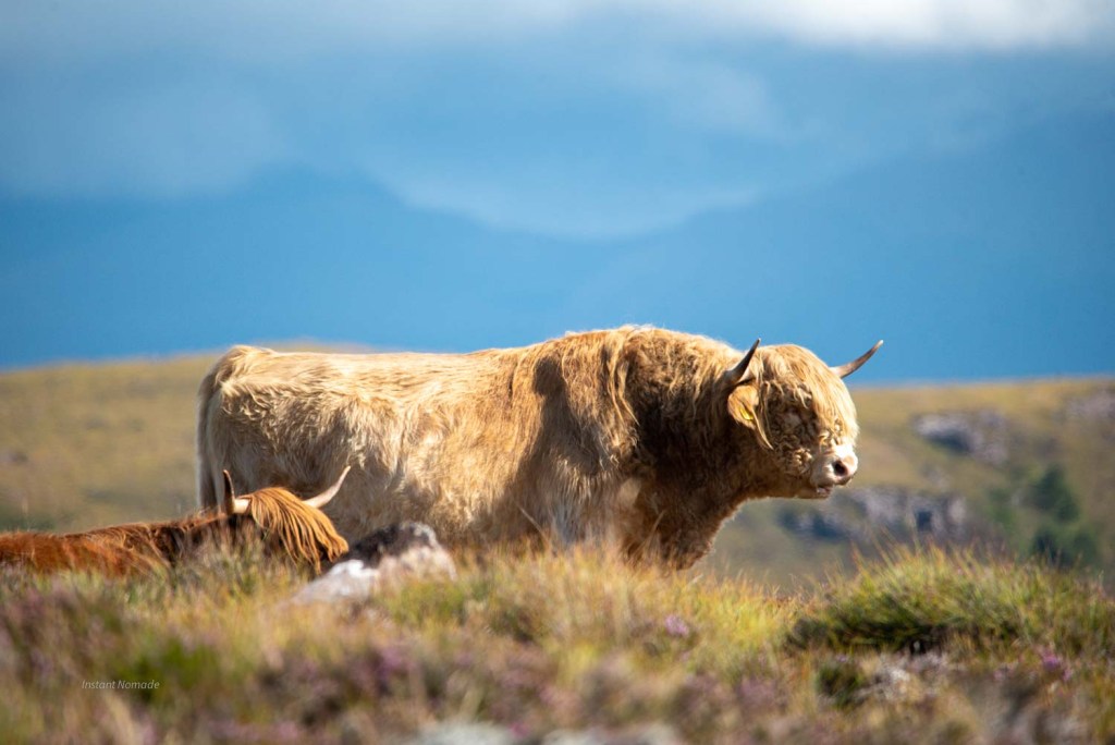 vache highland ecosse