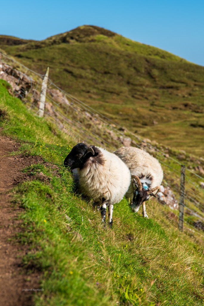 mouton ile de skye ecosse