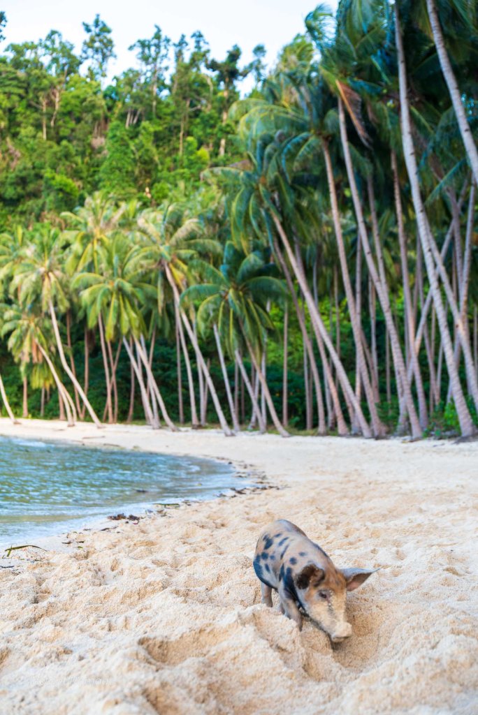 coconut beach port barton