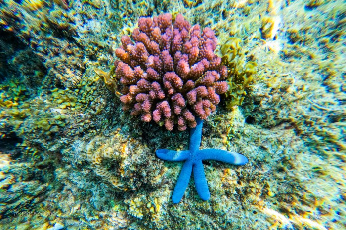 etoile de mer philippines