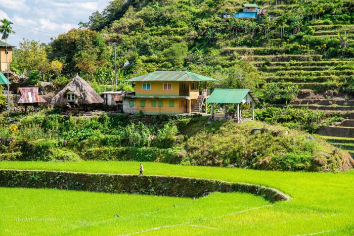 culture riziere philippines