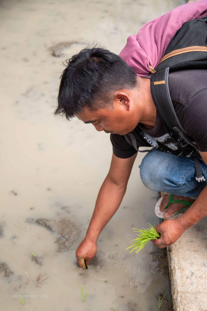 plantation riz riziere philippines