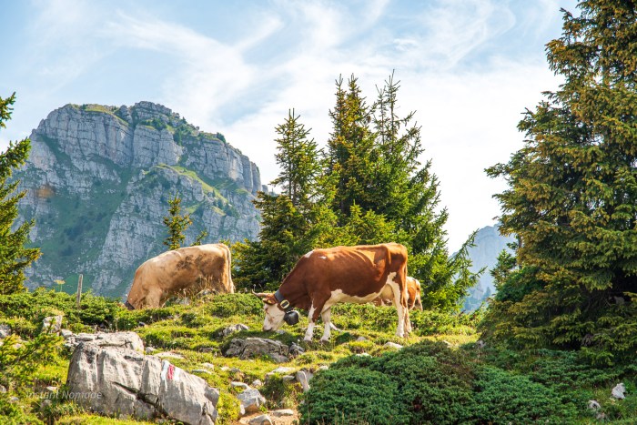 oberland bernois suisse