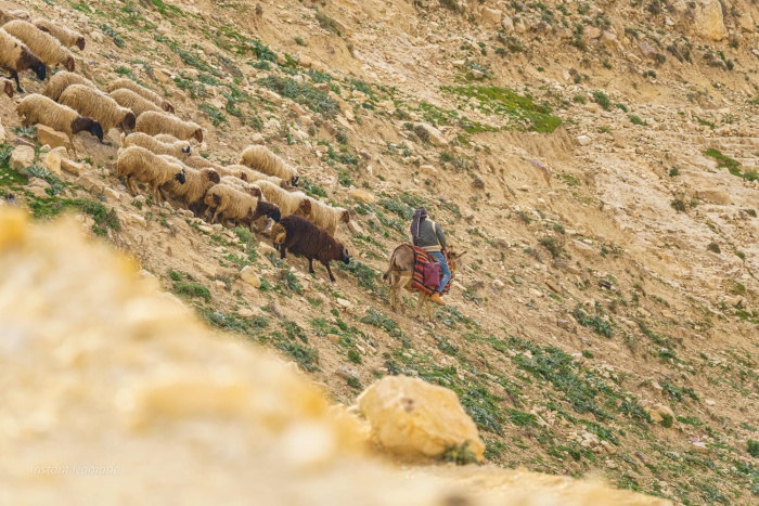 berger moutons jordanie