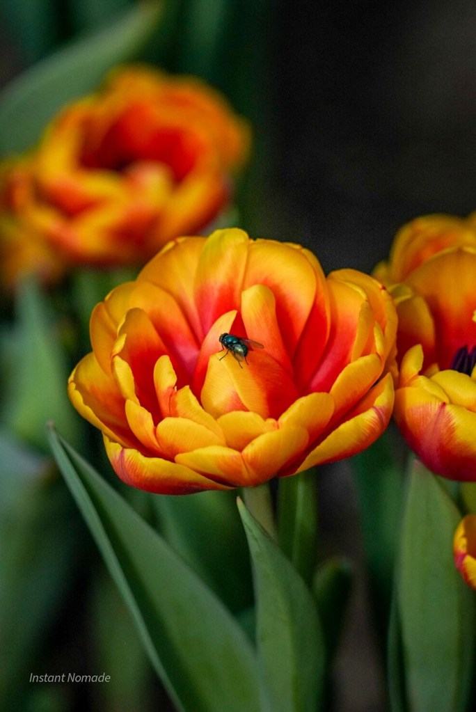 fleur macro keukenhof
