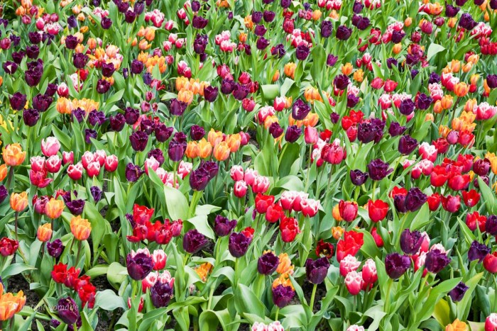 fleurs colorees keukenhof