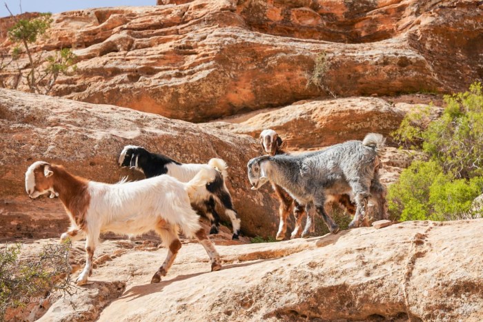 chevres randonnee petra