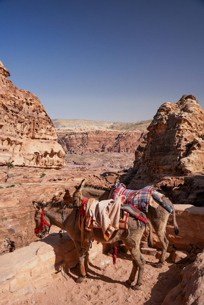 mulet petra jordanie
