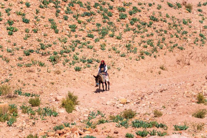 bedouin petra jordanie