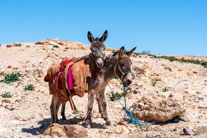 mules petra jordanie