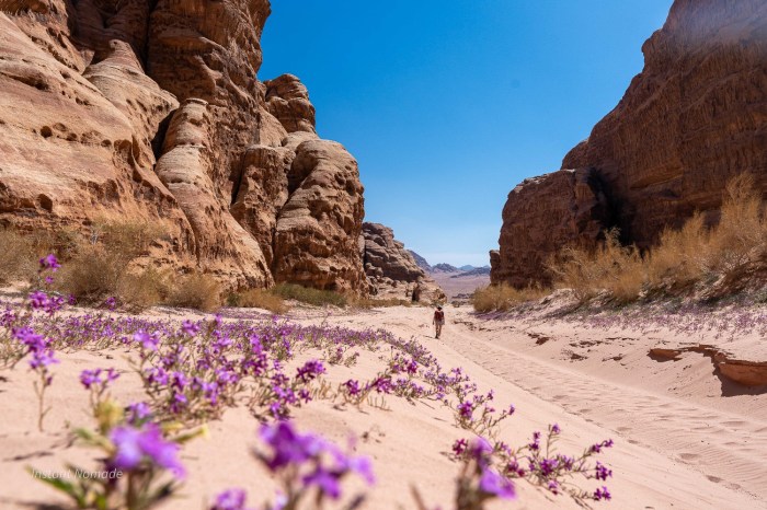 canyon wadi rum jordanie