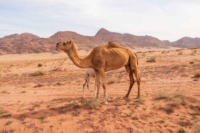 dromadaire desert jordanie
