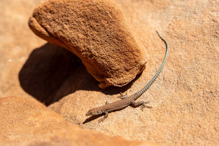 lezard bleu jordanie