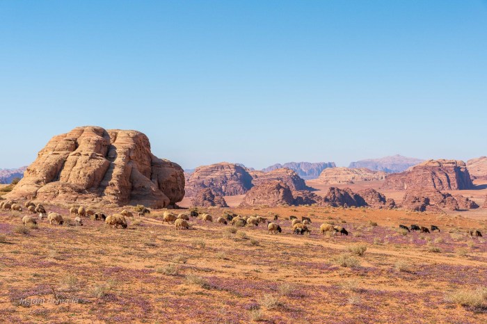 moutons wadi rum jordanie