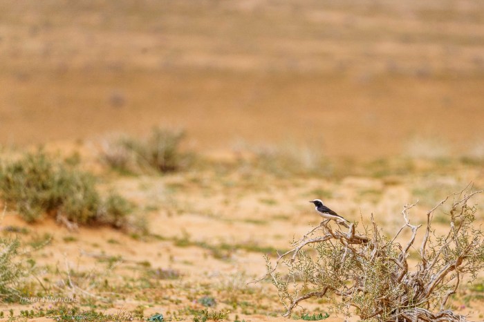 oiseau desert jordanie