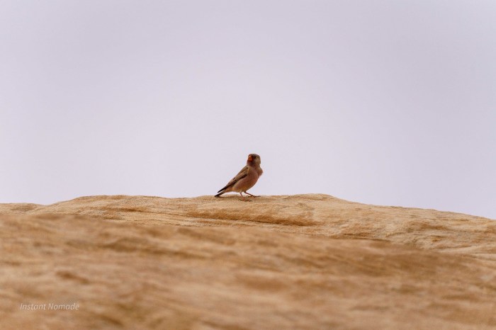 oiseau desert