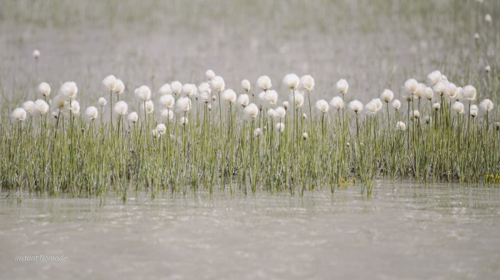 fleurs coton montagne
