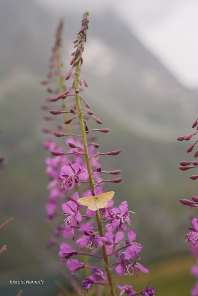 fleurs glaciers de la vanoise alpes