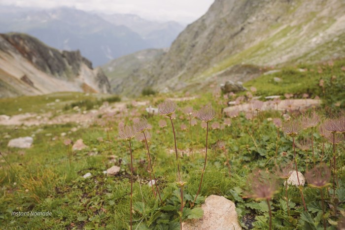 fleurs montagne alpes