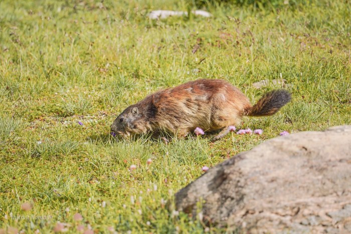 marmotte parc vanoise