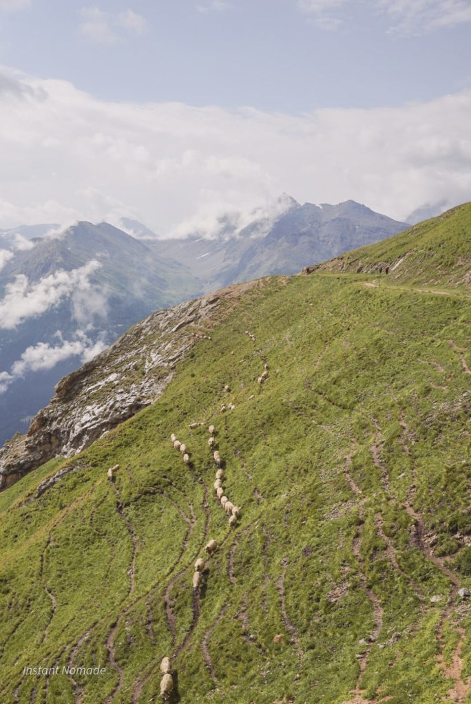 moutons parc vanoise france
