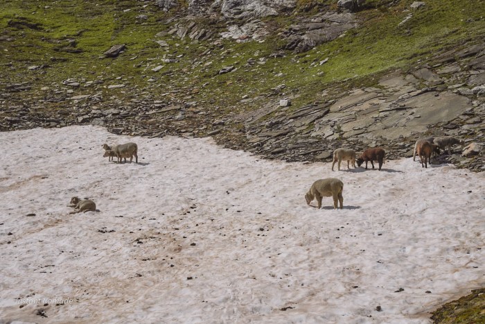 moutons vanoise
