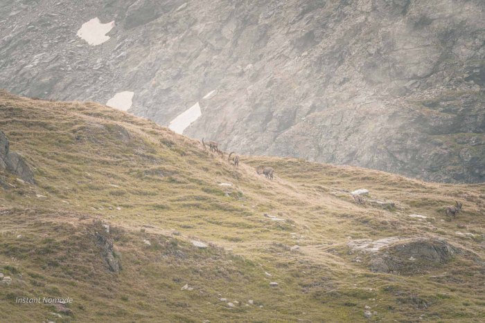bouquetins glacier de la vanoise