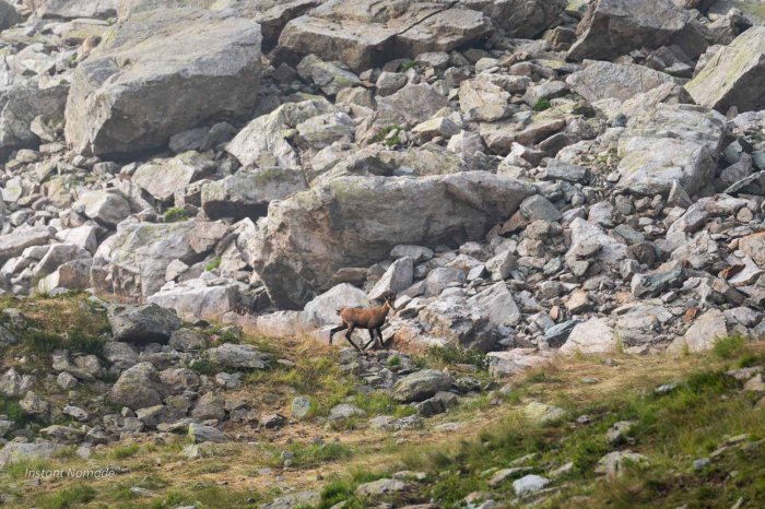 Chamois vu avant le passage du col des lacs noirs