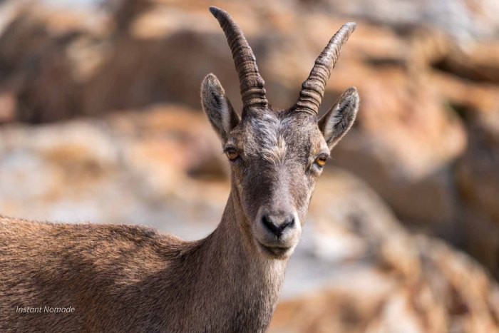 Portait d'un bouquetin