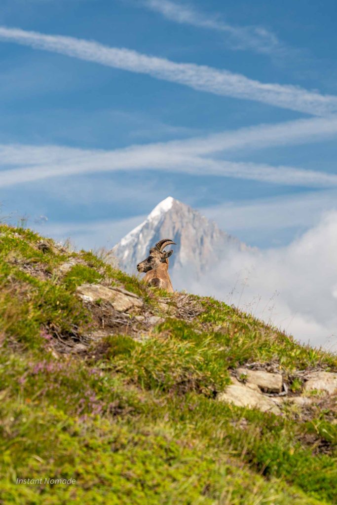 Bouquetin proche du refuge bellachat