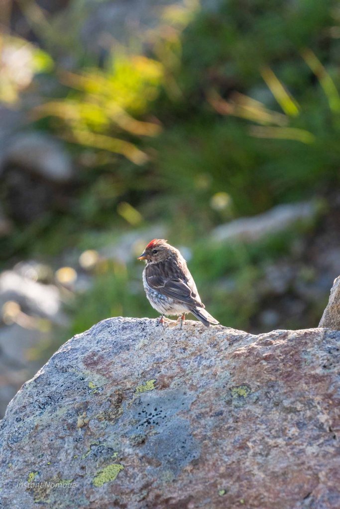 Sizerin cabaret dans le massif des Aiguilles Rouges
