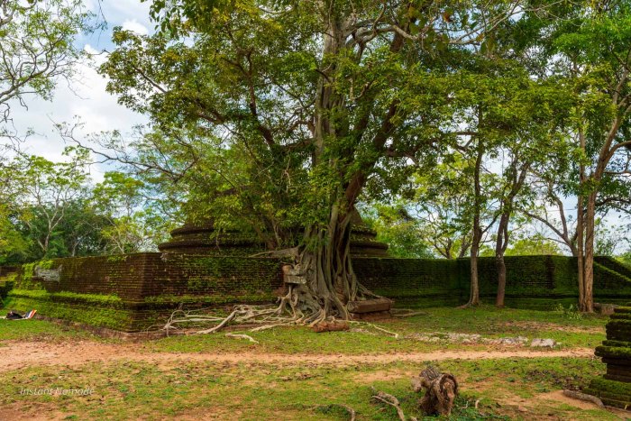 arbre incrusté dans un muret à polonnaruwa