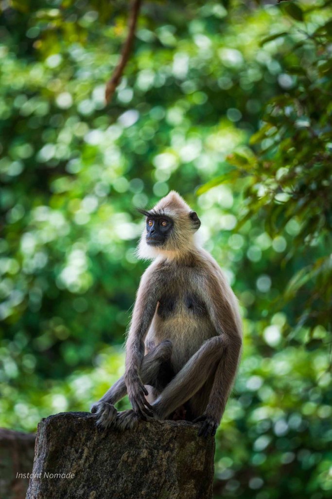 entelle gris du sri lanka assis sur un rocher